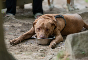 Keeping your pet safe in hot weather